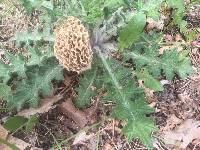 Morchella rufobrunnea image