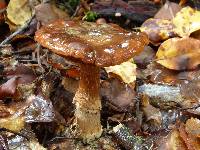 Cortinarius subcastanellus image