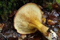 Austropaxillus macnabbii image