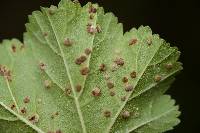 Puccinia malvacearum image