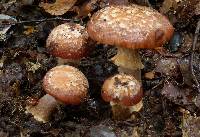 Cortinarius subcastanellus image