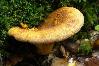 Image of Paxillus aurantiacus