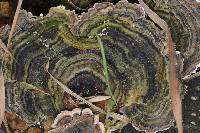 Trametes versicolor image