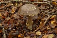 Amanita pekeoides image