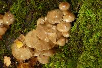 Armillaria novae-zelandiae image