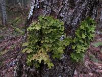 Lobaria pulmonaria image