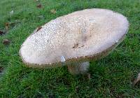 Leccinum scabrum image