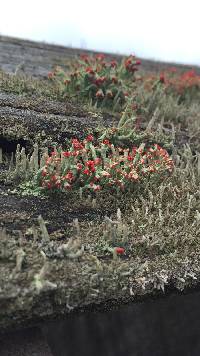 Cladonia cristatella image