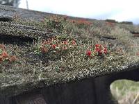 Cladonia cristatella image