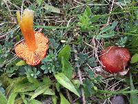 Hygrocybe coccinea image