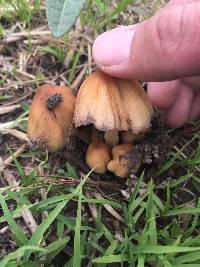 Coprinellus micaceus image