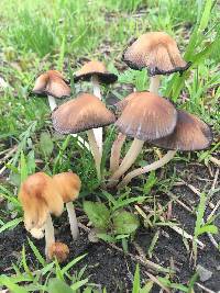 Coprinellus micaceus image