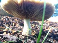 Agrocybe sororia image