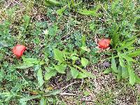 Hygrocybe coccinea image