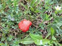 Hygrocybe coccinea image