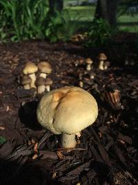 Agrocybe sororia image