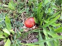 Hygrocybe coccinea image