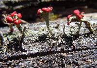 Cladonia cristatella image