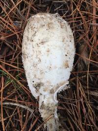 Coprinus comatus image