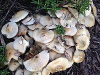 Psilocybe ovoideocystidiata image