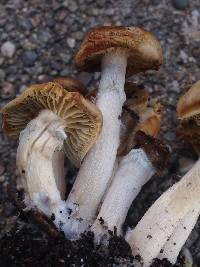 Psilocybe ovoideocystidiata image