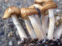 Psilocybe ovoideocystidiata image