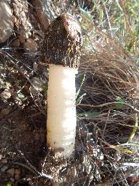 Phallus impudicus var. impudicus image