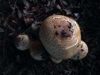 Agaricus augustus image