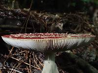 Amanita muscaria image