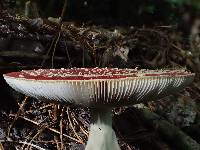 Amanita muscaria image