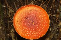 Amanita muscaria image