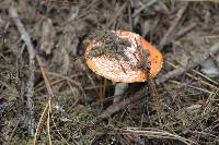 Amanita muscaria image