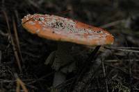 Amanita muscaria image