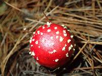 Amanita muscaria image