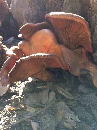 Omphalotus olivascens image