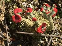 Cladonia cristatella image