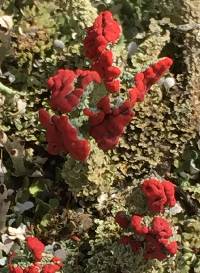 Cladonia cristatella image