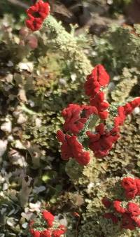 Cladonia cristatella image