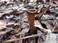 Craterellus fallax image