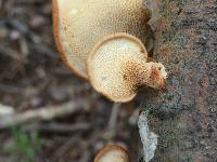 Polyporus alveolaris image