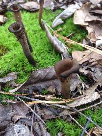 Craterellus fallax image