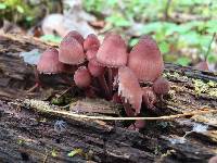 Mycena haematopus image