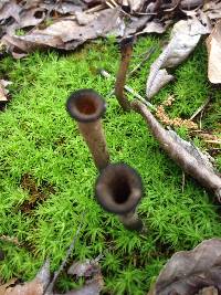 Craterellus fallax image