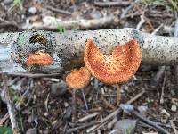 Polyporus alveolaris image