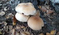 Agrocybe parasitica image