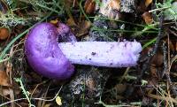 Cortinarius porphyroideus image