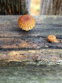 Heliocybe sulcata image