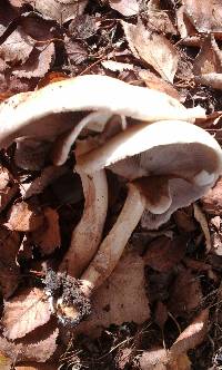 Agrocybe parasitica image