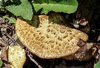 Polyporus squamosus image