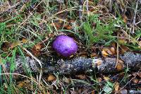 Cortinarius porphyroideus image